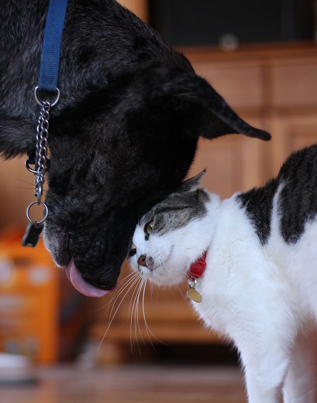 black dog with tongue out showing affection toward grey and white cat