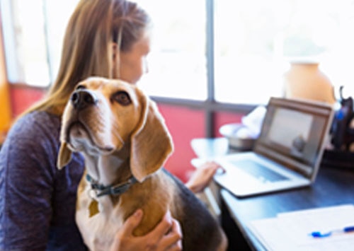 Woman looking at information on her computer while holding a dog on her lap.