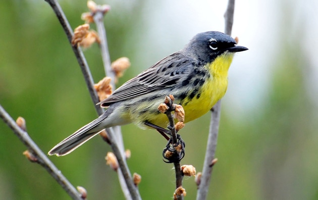 Grey, blue and yellow bird, a Kirtland's warbler, perched on a tree branch