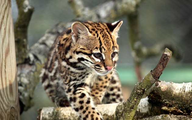 Ocelot walking over tree branches
