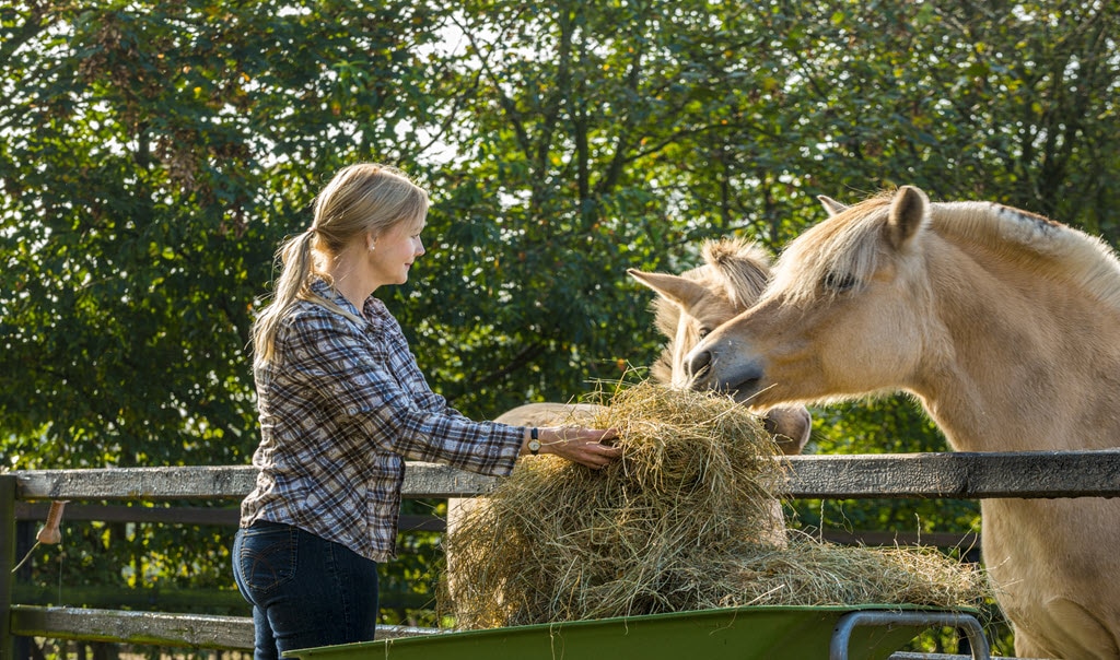 Woman feeding horses hay 