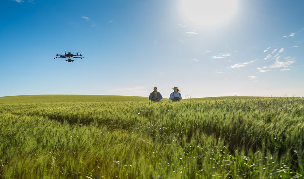Two farmers in a field flying a drone