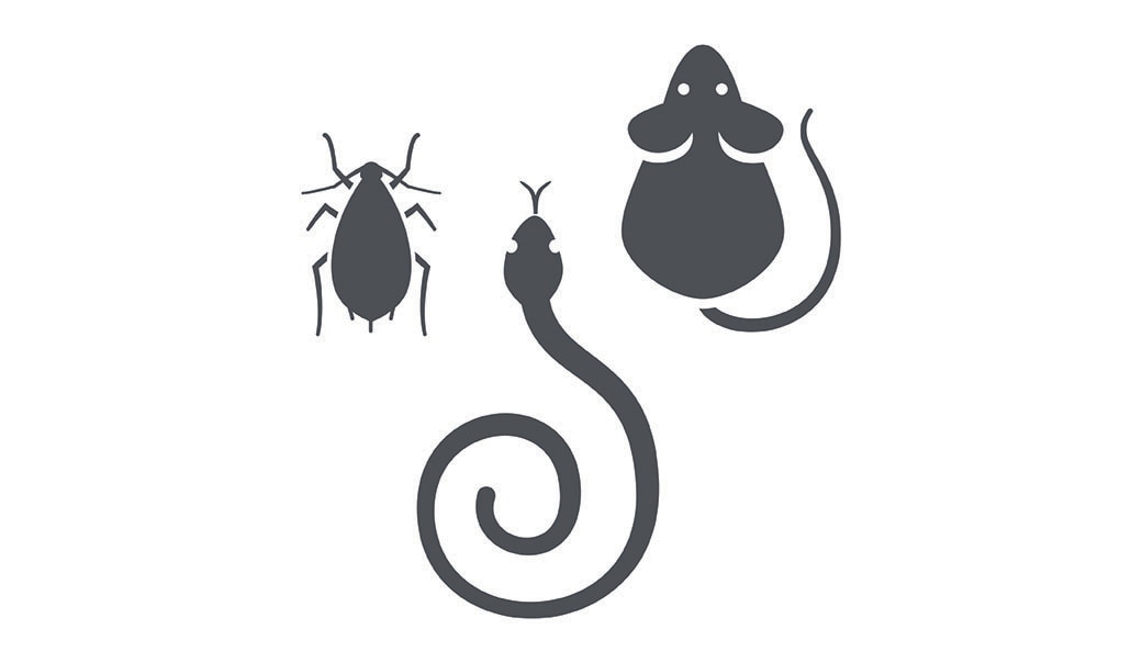 icon of a snake, cockroach and a rat