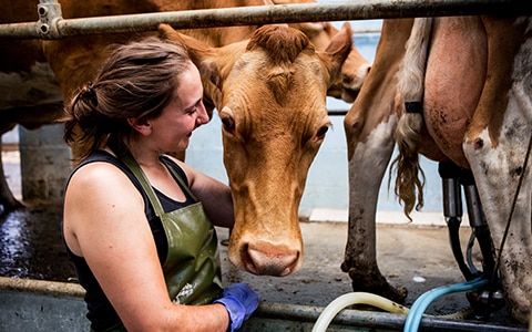 woman petting cows while they get milked. Continuity Planning for Agribusinesses