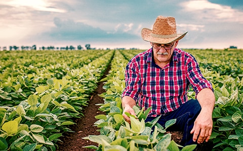 farmer squatting in field looking at his plants