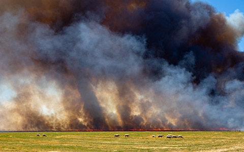 Image of grazing field with a wildfire in the distance. Wildfires: Before and After, How to Protect Your Agribusiness