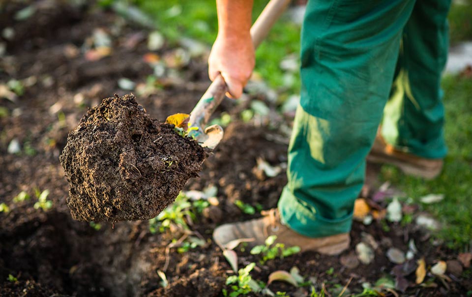 Person digging in backyard