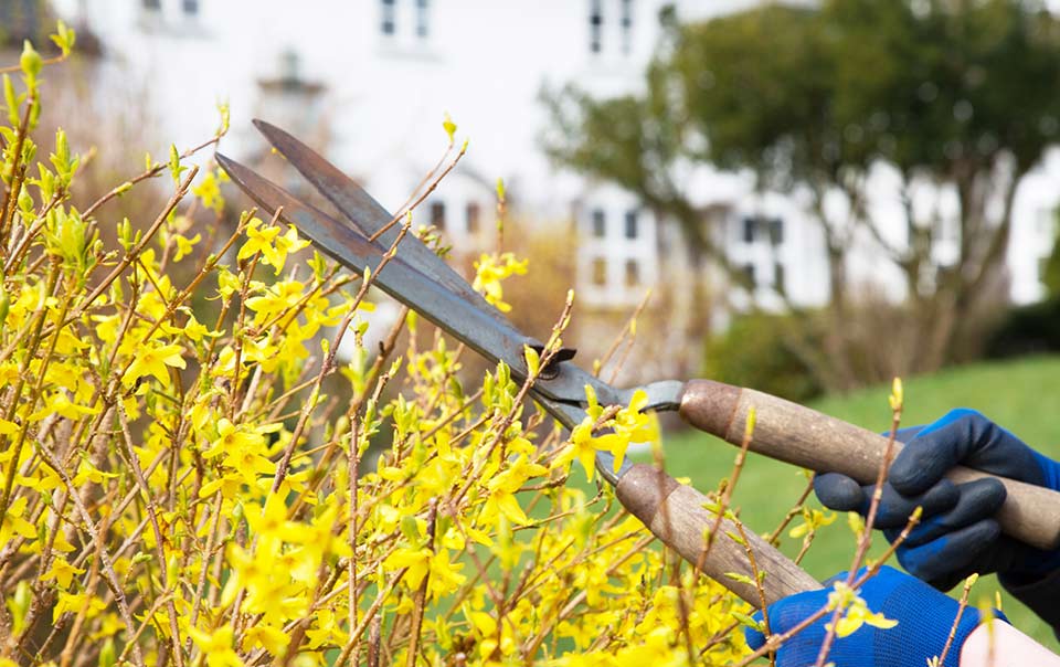 Person cutting bushes as part of spring home maintenance