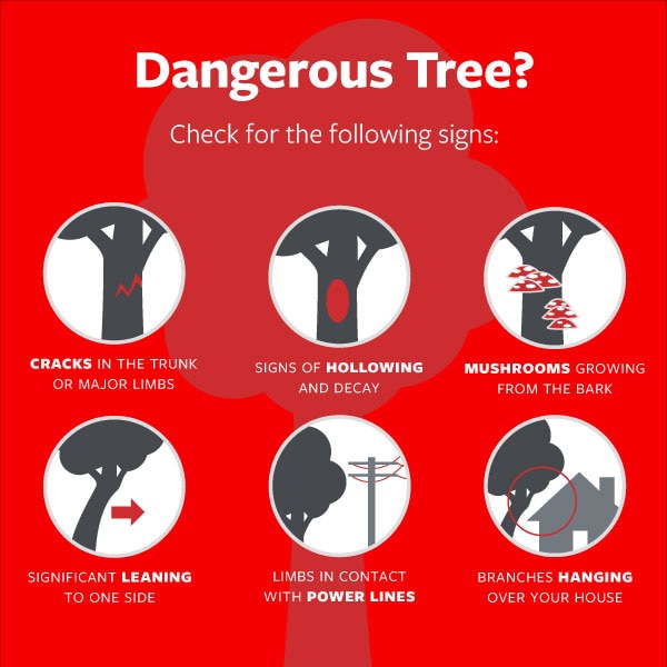 Signs of dangerous tree