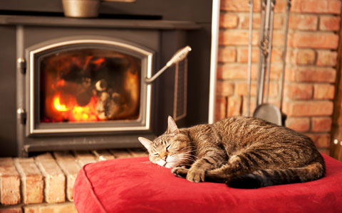 cat curled up in front of wood stove