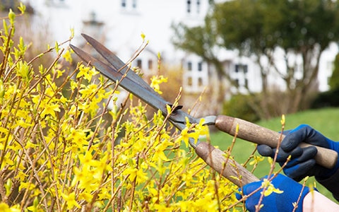 Cutting bushes as part of spring home maintenance