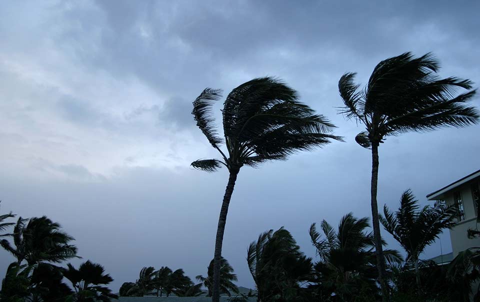 Palm trees blowing in a hurricane