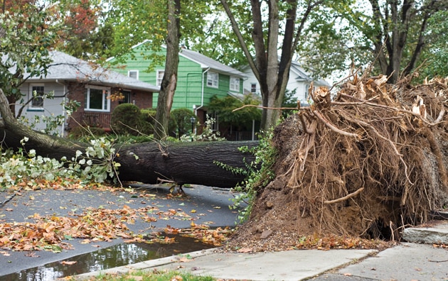 Fallen tree in front of house