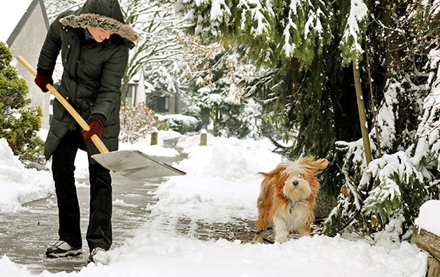 Person shoveling snow in driveway with dog