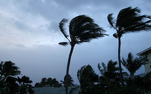 Trees blowing in hurricane winds