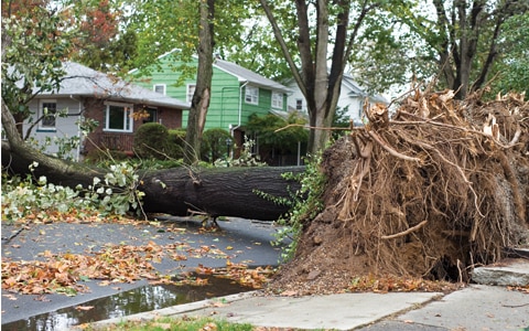 tree fell over in front of a house after a hurricane