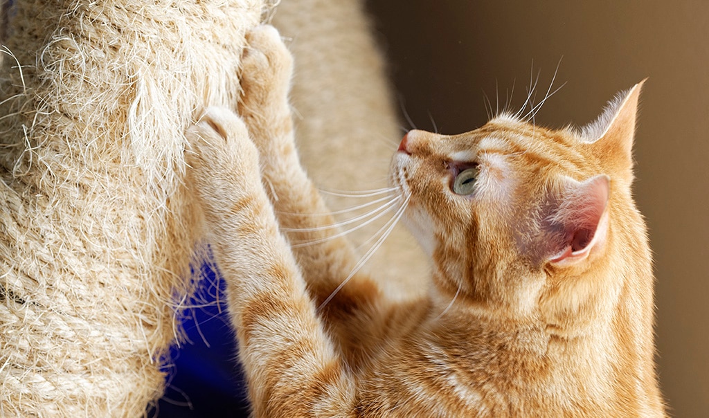 Image of orange and white tabby cat scratching at a cat scratching post. Alternatives to Declawing Cats