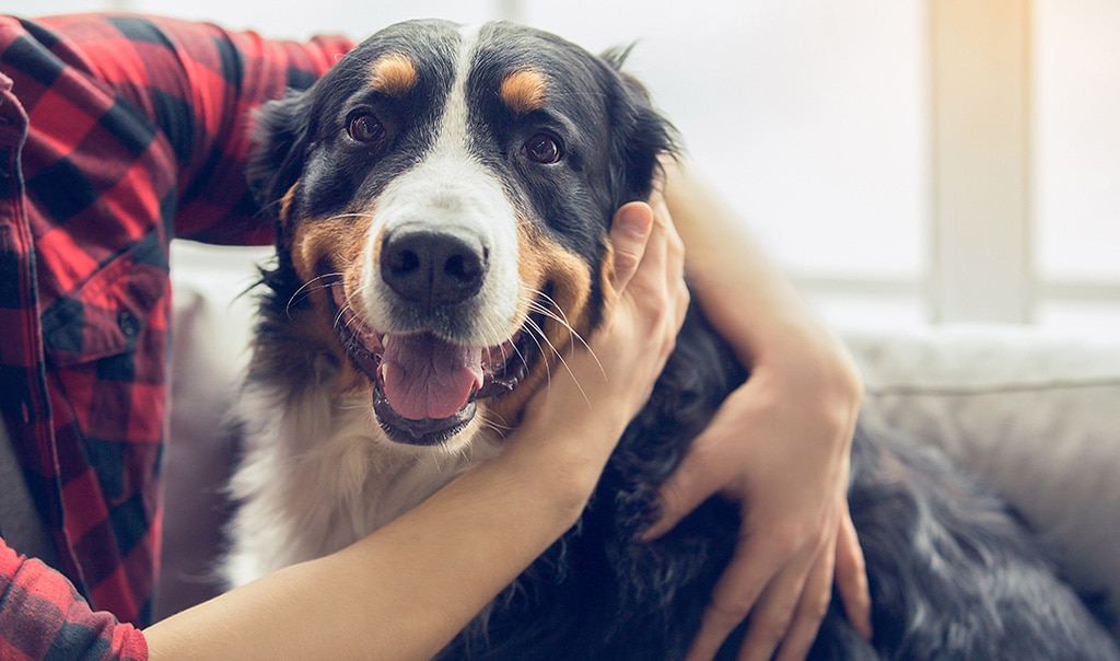 A person embracing a Saint Bernard dog