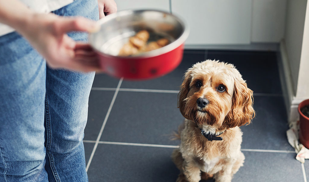 A dog waiting patiently for food in the hands of their owner