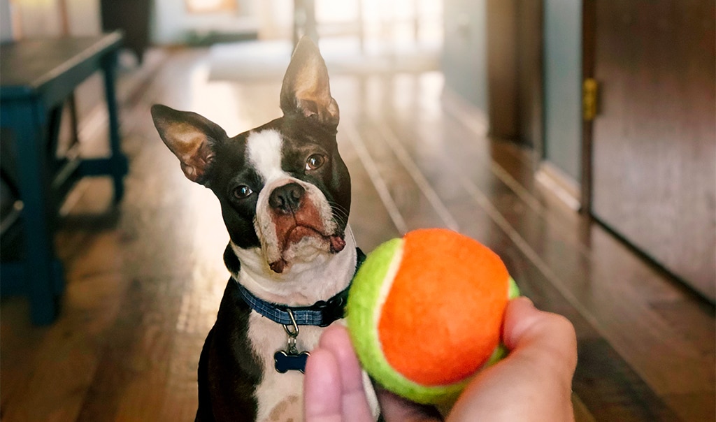 holding a ball in front of dog