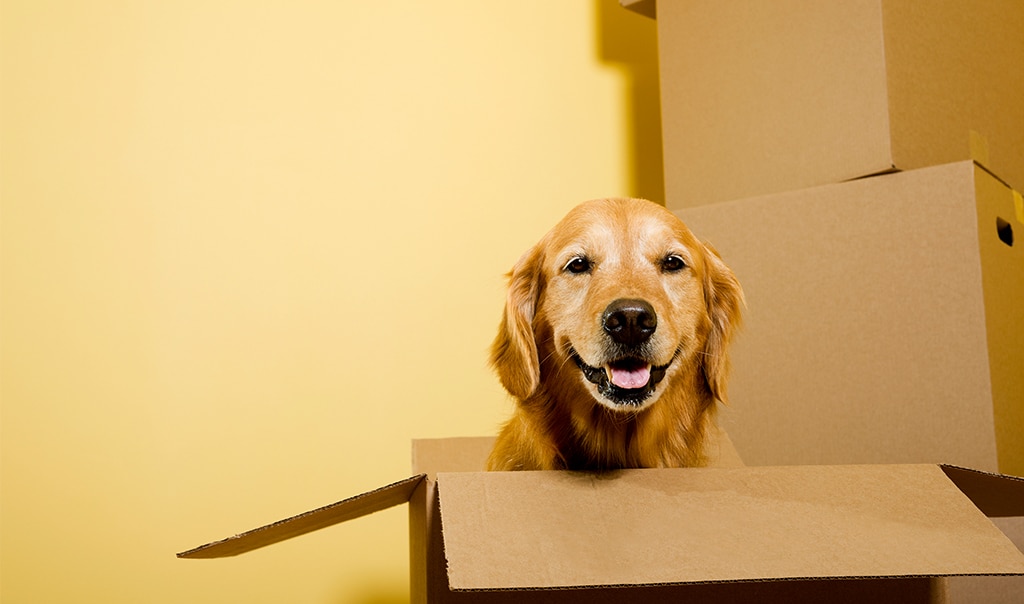 Dog sitting in cardboard box with bright yellow background