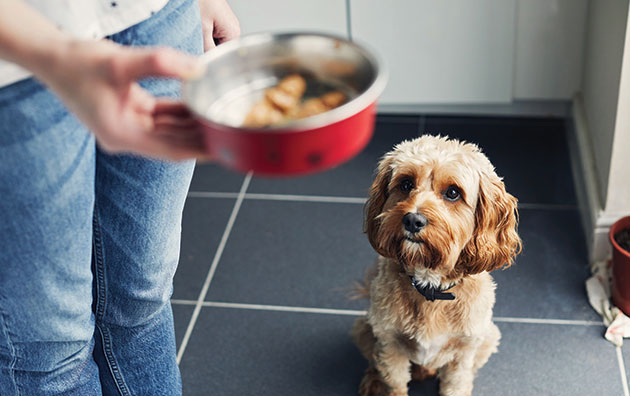 Image of a dog owner holding a dog bowl with food in it before giving it to the dog in the picture frame