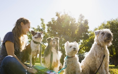 Pet Care Services