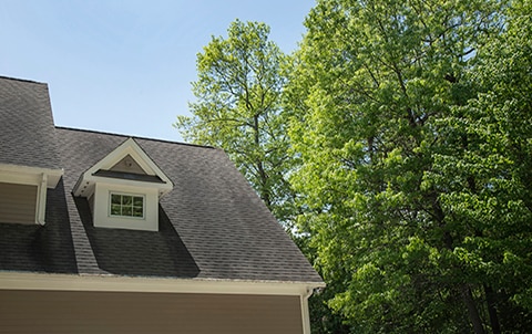 tree over the roof of a house