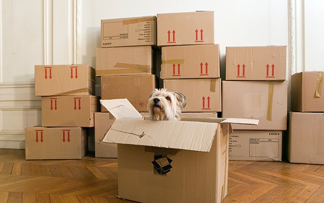 Boxes around with a dog sticking out of one.